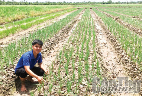 Khởi nghiệp với mô hình trồng hành
