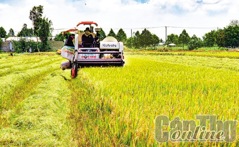 Xây dựng bộ dữ liệu cho sản xuất lúa ở ÐBSCL