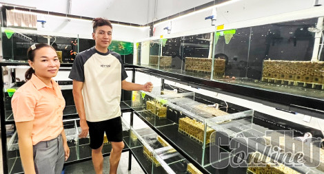Khởi nghiệp với mô hình nuôi cá kiểng