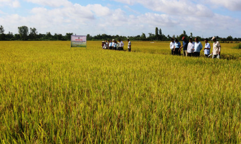 Phát triển nông nghiệp và nông thôn dựa vào cộng đồng