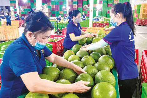 Xuất khẩu rau quả về đích sớm