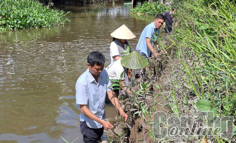 Ra quân hưởng ứng trồng cây bần ngăn ngừa sạt lở trong mùa mưa bão