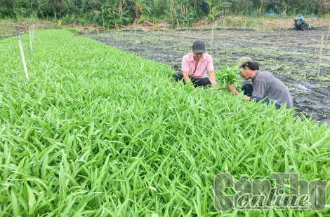 Duy trì và nhân rộng mô hình sinh kế, giảm nghèo