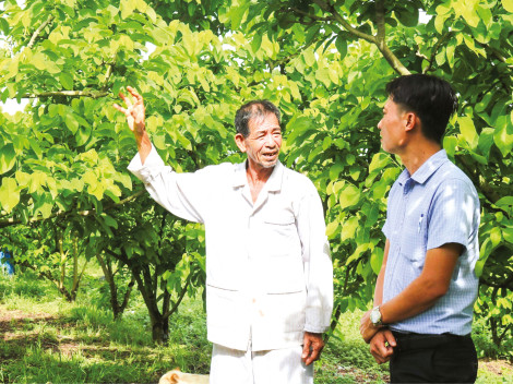 Trồng na Thái cho thu nhập khá