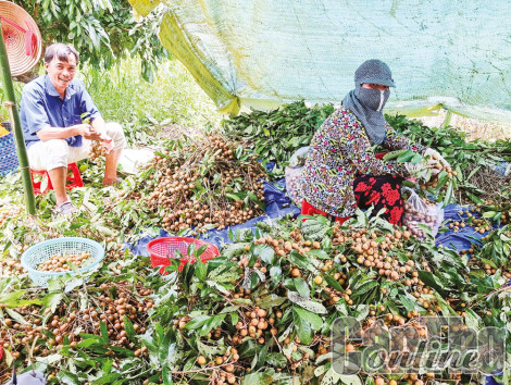 Giá nhiều loại nhãn giảm