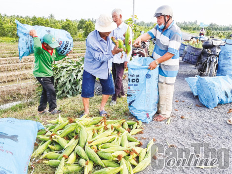 Bắp bán được giá