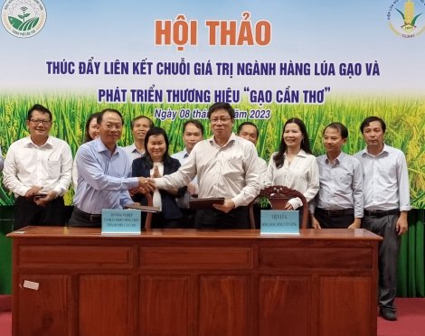 Thúc đẩy liên kết chuỗi giá trị ngành hàng lúa gạo và phát triển thương hiệu gạo Cần Thơ