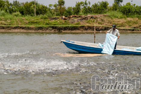 Bàn giải pháp phát triển nuôi trồng thủy sản trong bối cảnh mới