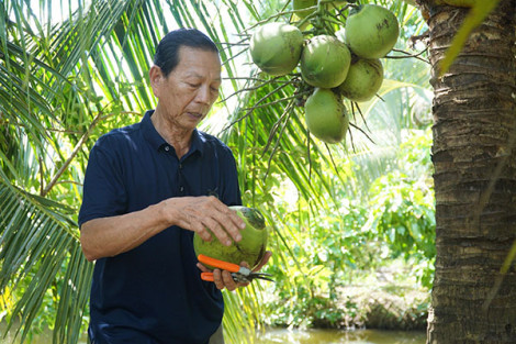 Trồng dừa trên vùng đất nuôi tôm