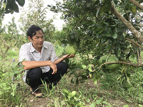 Làm giàu trên đất quê