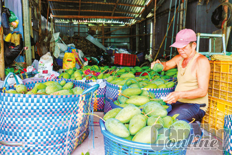 Giá xoài Đài Loan tiếp tục tăng