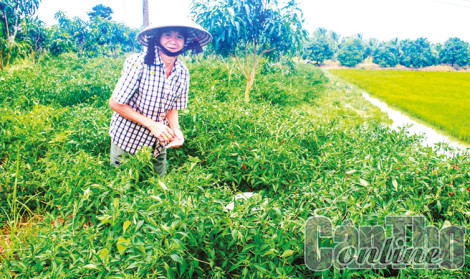 Ớt bán được giá cao