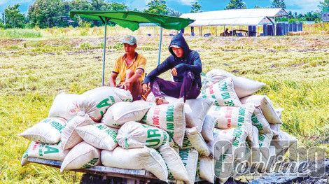 Giá một số loại lúa giảm