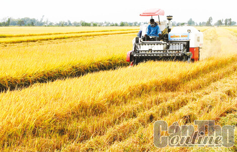 Liên kết phát triển chuỗi giá trị ngành hàng lúa gạo