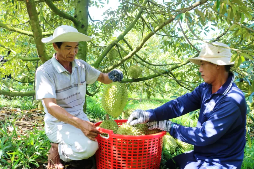 Liên kết chặt chẽ để phát triển bền vững ngành hàng sầu riêng
