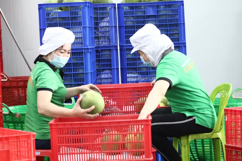 Hướng đi mới cho sản xuất, chế biến và tiêu thụ nông sản vùng ĐBSCL
