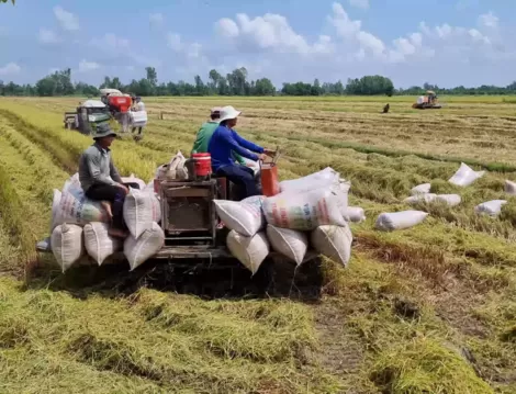 Thới Lai phấn đấu hoàn thành chỉ tiêu kế hoạch năm