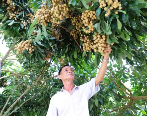 Khấm khá nhờ trồng nhãn Ido