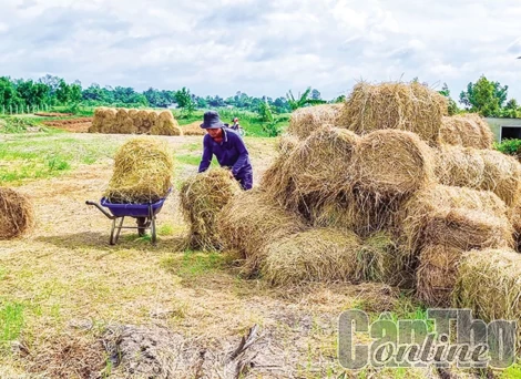 Tận dụng rơm rạ nâng cao thu nhập