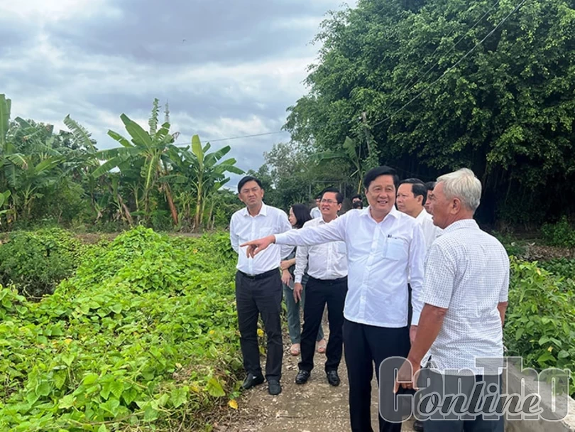 Ðồng chí Phạm Văn Hiểu, Phó Bí thư Thường trực Thành ủy, Chủ tịch HÐND TP Cần Thơ, thăm một số mô hình sản xuất tiêu biểu ở Ô Môn