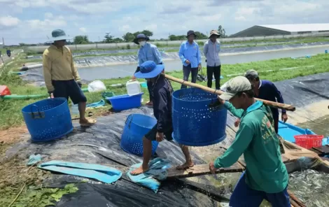 Thúc đẩy thực hiện các giải pháp kinh tế tuần hoàn, giảm phát thải trong chuỗi ngành hàng cá tra