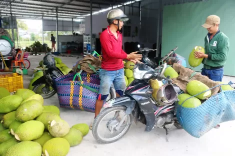 Mít Thái giảm giá mạnh