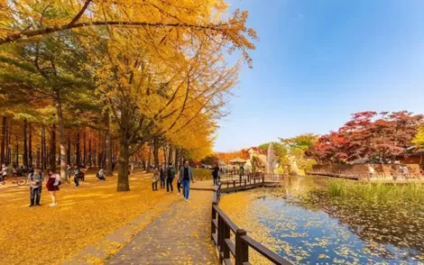 Khám phá mùa thu lá đỏ Hàn Quốc trên đảo Nami
