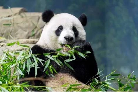 Mỹ, Trung kết thúc nửa thế kỷ “ngoại giao gấu trúc”?