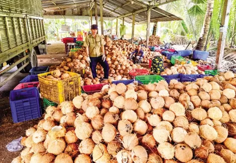 Giá dừa khô giảm nhưng vẫn ở mức cao