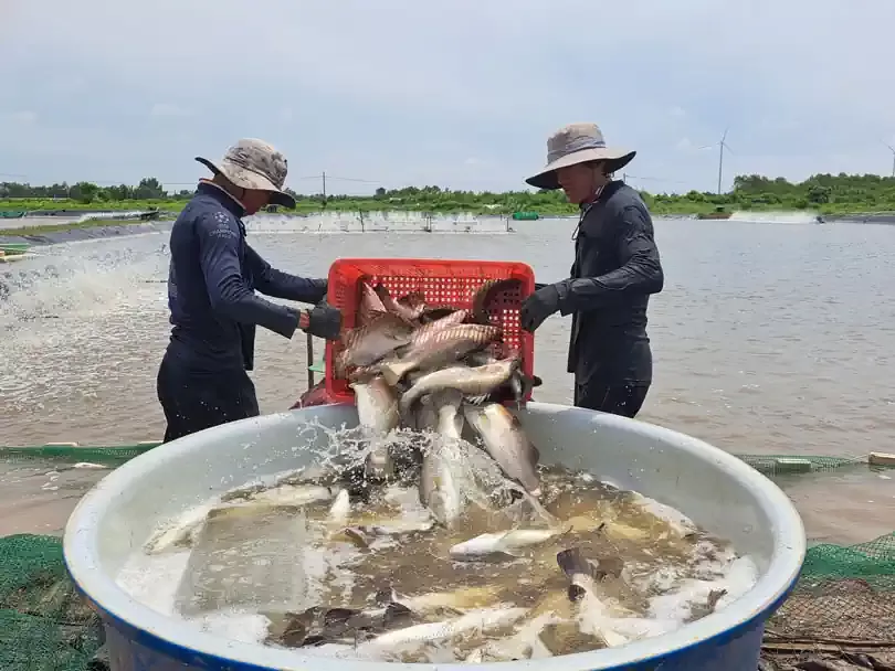 Tôm xuống giá, cá chẽm lên đời