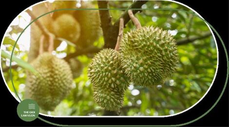 Hệ thống tưới nhỏ giọt - Giải pháp chăm sóc sầu riêng hiệu quả