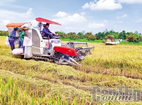 Cần Thơ đã thu hoạch 85% diện tích lúa vụ thu đông 2023