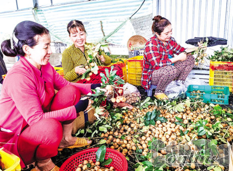 Triển vọng mở rộng xuất khẩu trái thanh nhãn của Cần Thơ