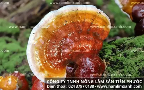 Tác dụng của nấm lim xanh Tiên Phước là gì và nấm mọc ở đâu?