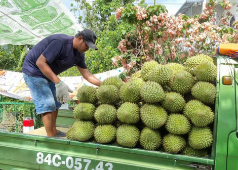 Giá sầu riêng tăng cao