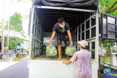 Tăng tính liên kết trong tiêu thụ trái cây