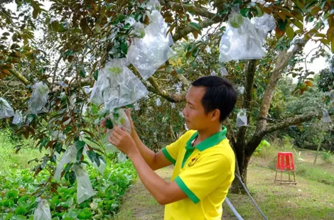 Phong Ðiền cải tạo chất lượng vườn cây ăn trái