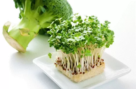 Rau mầm bông cải xanh đặc biệt tốt cho sức khỏe