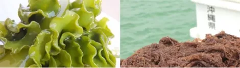Nâng cao hệ miễn dịch với Fucoidan phân tử cao