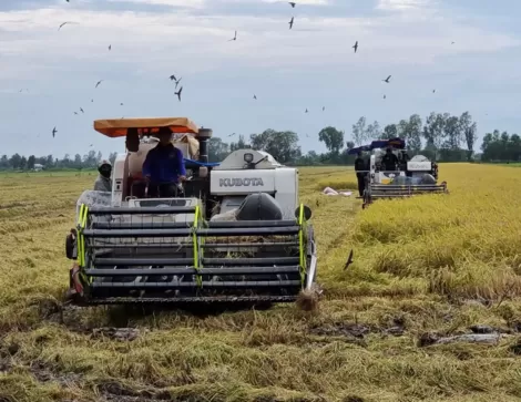 Cờ Đỏ nhân rộng mô hình sản xuất nông nghiệp hiệu quả