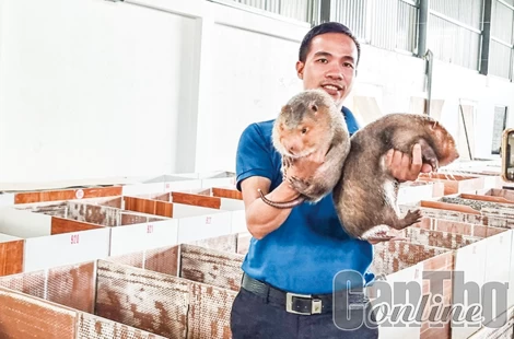 Cơ hội gia tăng thu nhập từ các loại vật nuôi nhẹ chi phí