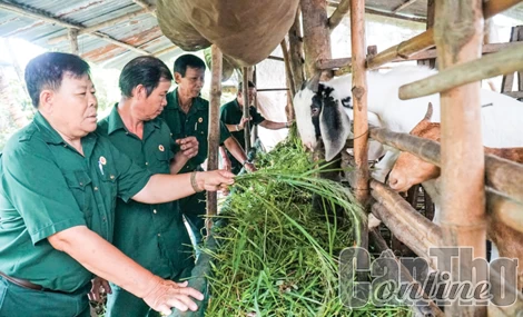 Cựu chiến binh giúp nhau làm kinh tế
