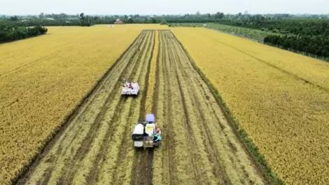 Nâng cao hiệu quả chuỗi giá trị lúa gạo Việt Nam