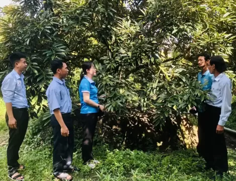 Đoàn kết giúp nhau giảm nghèo, cải thiện mức sống