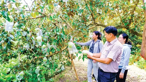 Phong Điền về đích sớm thu ngân sách nhà nước
