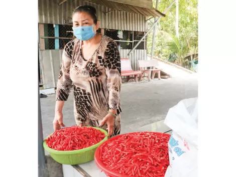 Giá ớt ở mức cao