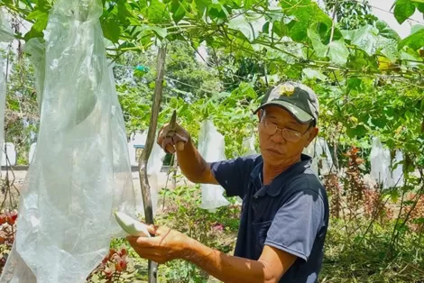 Ðất mặn “nở hoa”
