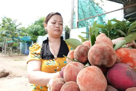 Thu nhập khá nhờ nghề ươm cây, bán trái hồng nhung