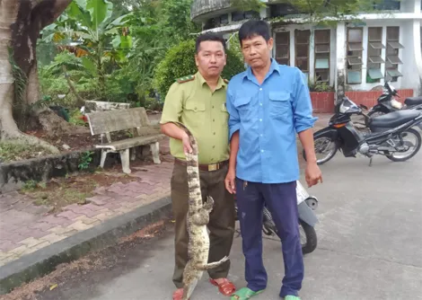Kiên Giang: Đã bắt được 6 con cá sấu sổng chuồng tại Công viên An Hòa