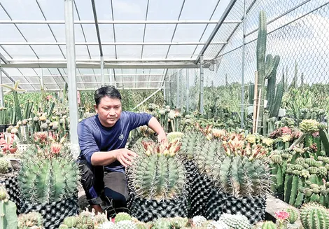 Trồng xương rồng, thu nhập hàng chục triệu đồng mỗi tháng